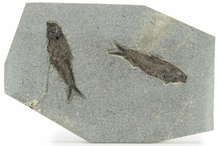 Multiple Fossil Fish (Knightia) Plate - Wyoming #222837